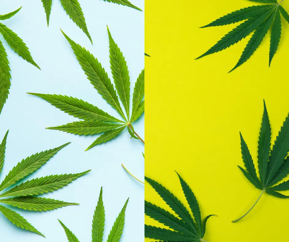 Indica vs. Sativa: Unveiling the Differences and Nuances