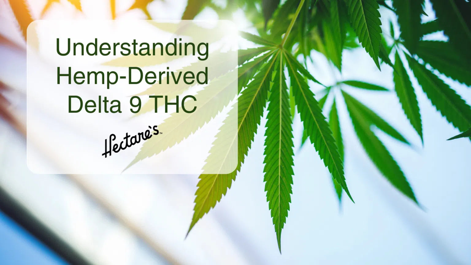 Understanding Hemp-Derived Delta 9 THC