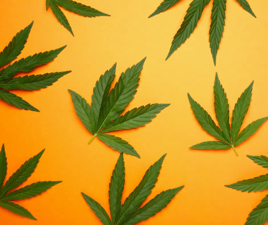 Unveiling the Enigmatic World of Cannabis Terminology: An Exhaustive Guide