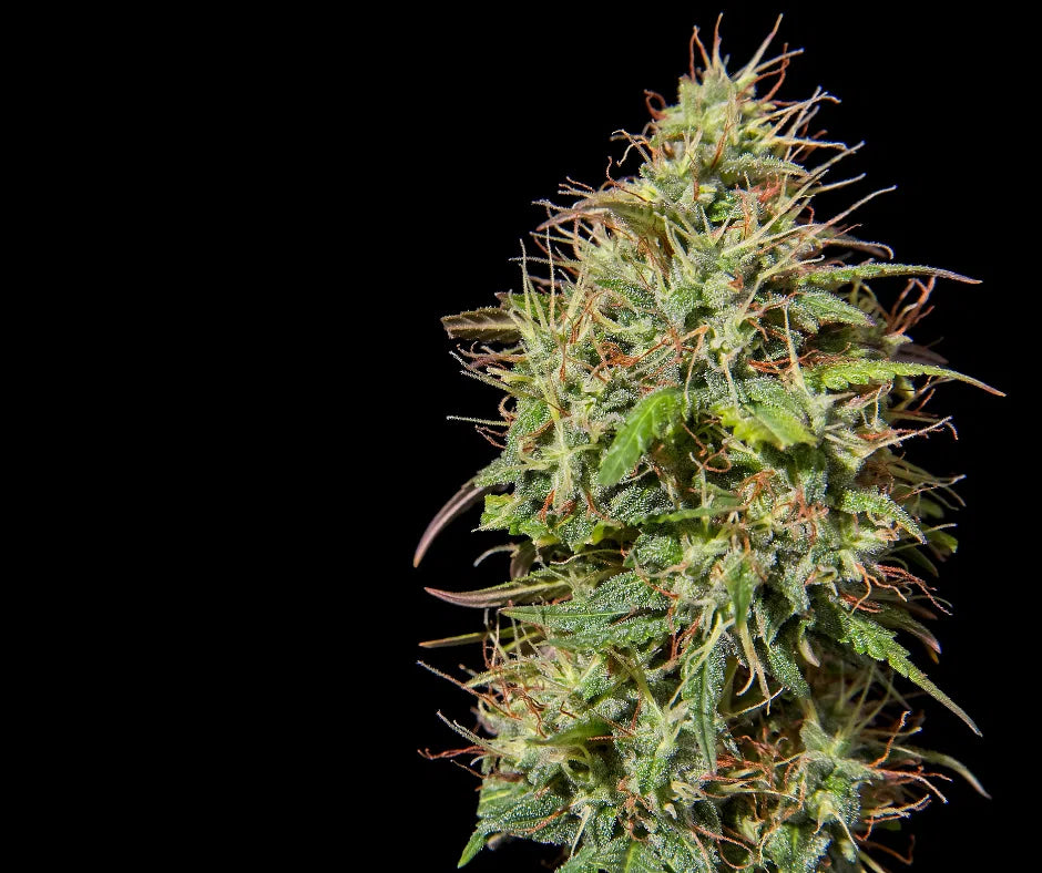 Cannabis: Our Guide to Marijuana, CBD, and More