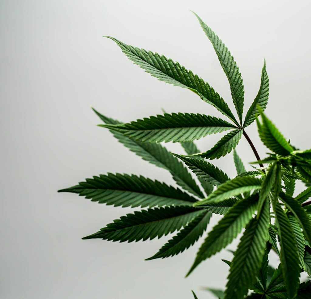 cannabis leaf thc-v